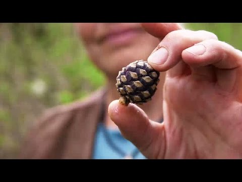 Die Arve: Wunderbaum des Engadins