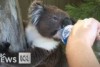 A thirsty koala comes down from a tree in Adelaide after Alison McMeekin offered it water.