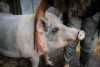 Pig getting pat on the head