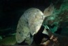 A giant Australian lungfish looks to camera.