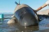 Volunteers in NZ manage to refloat 100 surviving pilot whales.