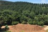 Looking out over the macadamia plantation and rainforest at the Cape Byron Distillery near Byron Bay