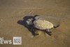 It's a dire outlook for turtle hatchlings on Mon Repos beach in Queensland.