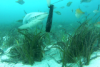 A bronze whaler swims around the camera with juvenile bluefin leatherjackets looking on.