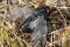 A red eyed cicada in Launceston