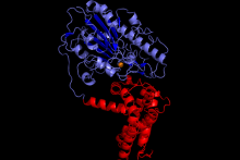 EptA protein structure (Supplied: UWA)