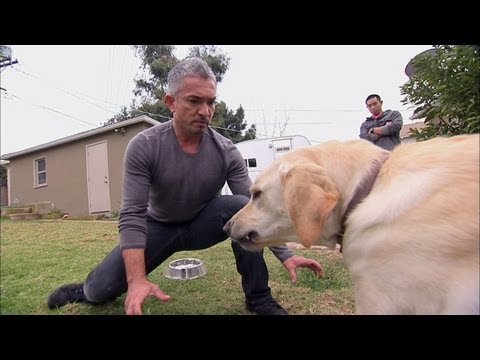 Showdown with Holly | Dog Whisperer