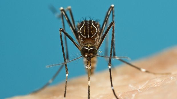 Aedes notoscriptus - better known as the common backyard mosquito.