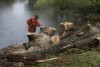 Treating willow trees on the Leven river