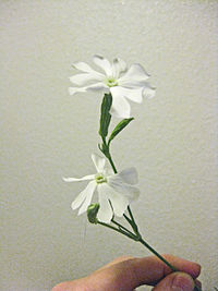 Silene-capensis.jpg