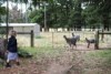 Lily meets the three goats she shares the school with.