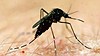 A vaccine for the mosquito bourne Ross River virus is set to be tested