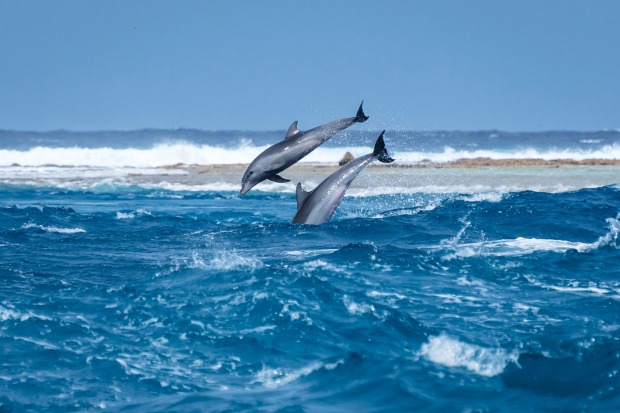 A spectacular display by the dolphins of Tiputa Pass, Tahiti. Every day the dolphins ride the tides and put on a show of ...