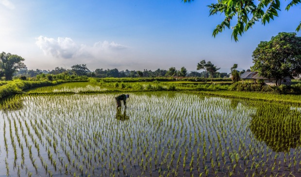 A Balinese farmer sows his rice crop in the rural areas of Bali, Indonesia.