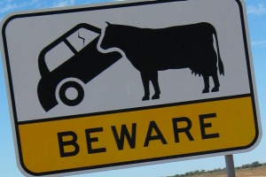 Car-eating cows in Queensland.