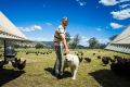 Chicken farmer Bruce Gibbs with one of his eight Maremma dogs.