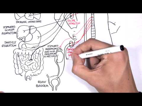 Neurology - Autonomic Nervous System