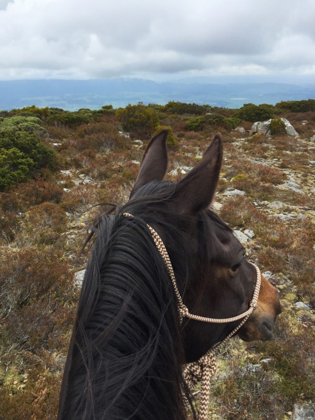 The view from the author's horse Coltie.