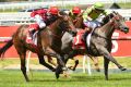 Decision-time: Craig Williams (in red silks) rides Catchy to victory in the Blue Diamond prelude at Caulfield. 