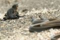 The famous chase scene between an iguana and snakes in the Galapagos Islands. 