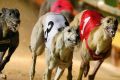 Greyhound racing in NSW is set to be overseen by a new integrity body.