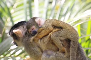 Taronga Zoo has welcomed four tiny Squirrel Monkey babies.