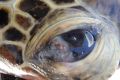 A quarter of the 161 turtles examined at Upstart Bay this year had mild to severe eye lesions.