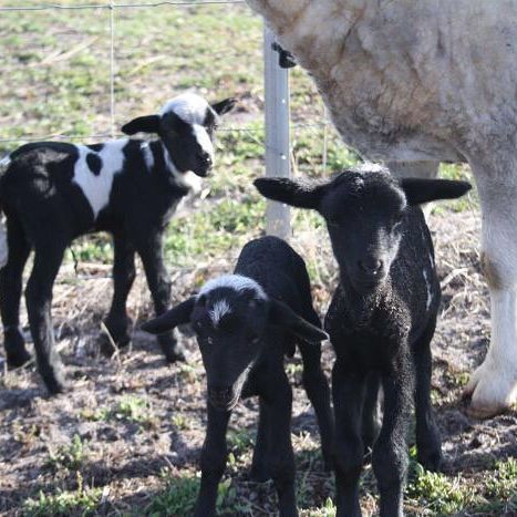 😍🐑 The #birth of #quintuplet lambs on a hobby #farm in #Uduc has been described as “one in a million”. Landholder and former veterinary nurse Clare Simms said the birth of the five lambs 140 kilometres south of Perth was quite “rare”. Unfortunately, two of the five lambs were rejected by their mother, and have now been rehomed. 📷 ABC: Michelle Stanley #lamb #farm #perth