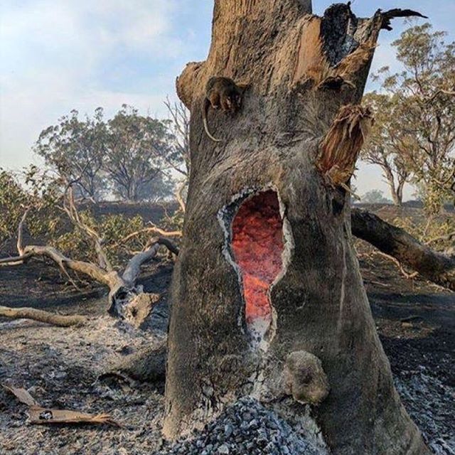 #Animals take refuge on a burnt-out tree stump in #fire-ravaged #NSW. 📸: George Morice