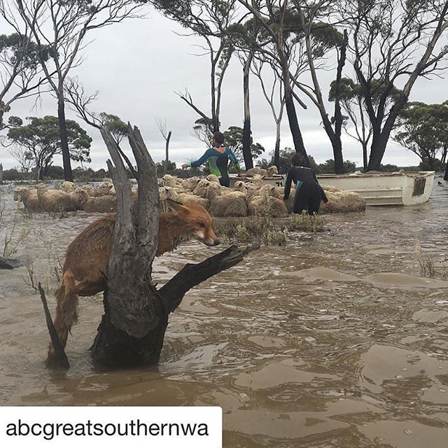 Regan Grant took this 📷 of #sheep being loaded into a dinghy after the WA #floods. 🐑🦊💦UPDATE: Mr Grant says he presumes the fox swam away as the sheep were being loaded.