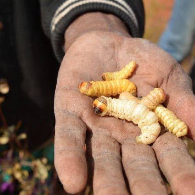 Witchetty grubs are among the best known bush foods. Cooked lightly, the grubs are said to taste like scrambled eggs and a chocolate-like infusion. 🍫+🍳=🤔 Researchers say their DNA provides an insight into the eating habits of Indigenous people over thousands of years. (📸 by Alan Yen)

#witchettygrubs #bush #bushtucker #indigenous