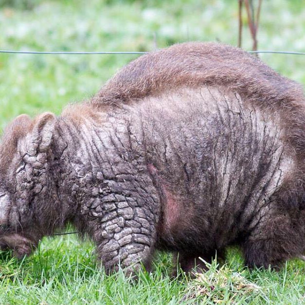 This is Tulip the wombat when she had a mite infestation called mange. Unfortunately wombats don't know how to deal with the itch and are literally itching themselves to death. 
Luckily for Tulip, she received treatment. But more volunteers are needed to help treat other wombats like her. (📸 by Nick Bean)

#wombat #mange #wildlife #rehabilitation #tasmania