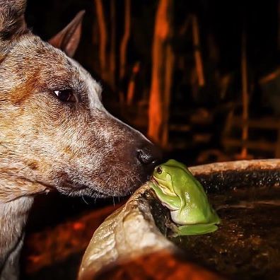 Love is all around today. Even dogs and frogs are sharing kisses. 📸 @faunatography