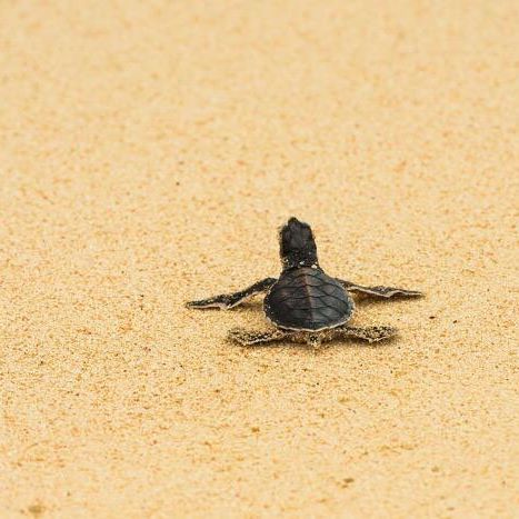 The number of endangered green 🐢 hatchlings has more than doubled on #Queensland's remote Raine Island, with the help of a bold conservation project. 📷 Supplied: Gary Cranitch/Queensland Museum 🌊