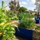 Laverton Community Garden