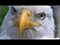 Southwest Florida Eagle Cam