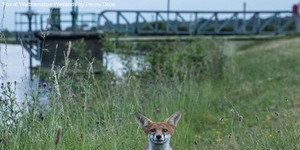 In Pictures: Foxes In London