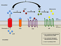 Purinergic signalling.jpg