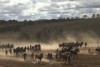 Clydesdales ploughing paddock