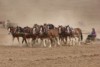 Clydesdales pulling sled