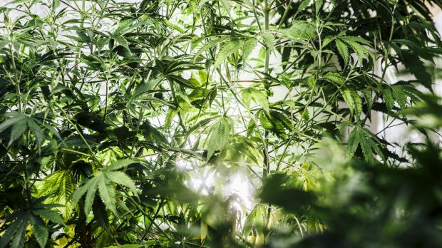 More than $6 million of hydroponic cannabis has been seized following a string of police raids across Perth.