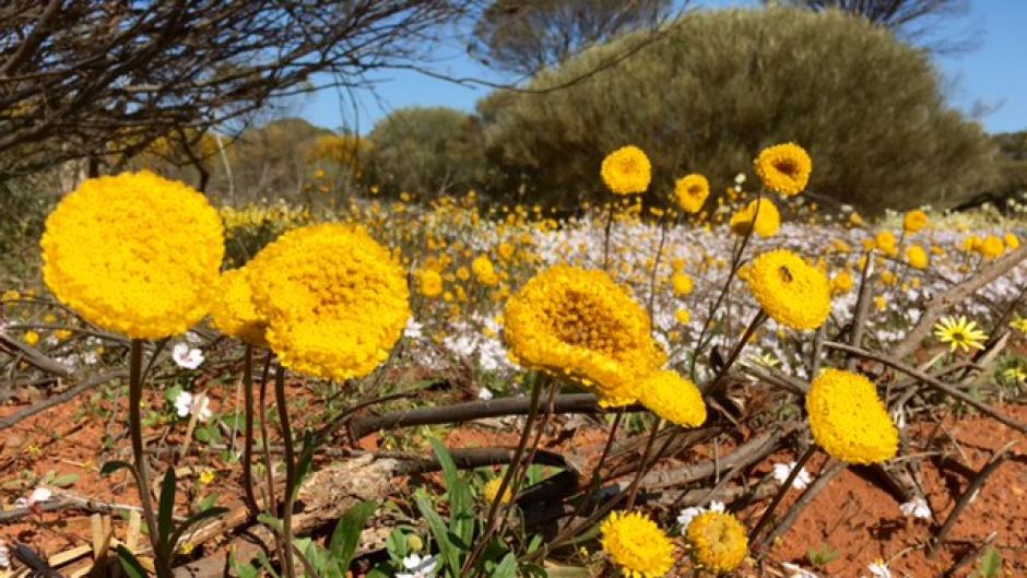 WA wildflowers near Pindar