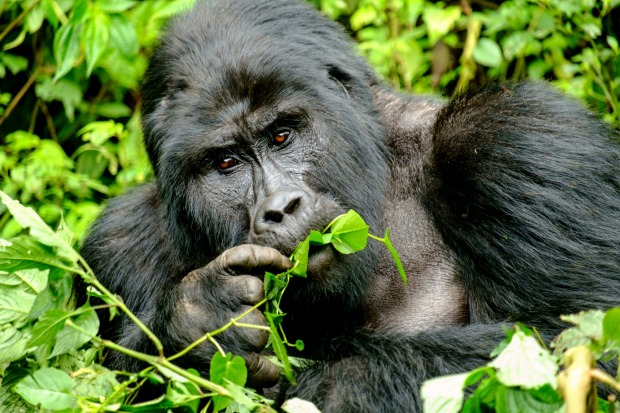 Mountain Silverback Gorilla in Bwindi Impenetrable Forest.