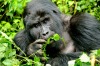 Mountain Silverback Gorilla in Bwindi Impenetrable Forest.