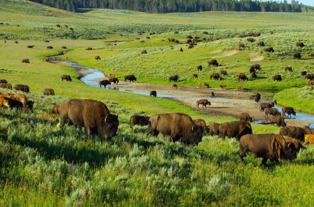 Herd of bison in the Hayden Valley, Yellowstone National park.