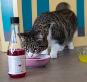 Taste test: Elsa the cat drinks Apollo Peak's 'cat wine' at Cat Town Cafe in Oakland, California.