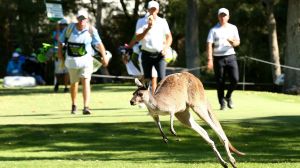 Dropping in: A kangaroo crosses the 16th fairway in Perth on Thursday.