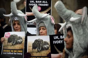 LONDON, ENGLAND - FEBRUARY 06: Protesters in elephant outfits take part in a demonstration against the ivory trade on ...
