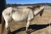 Buckskin horse found severely underweight at a property at Tabulam, near Casino