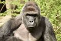 Harambe was shot after a young boy entered his enclosure at Cincinnati Zoo. 